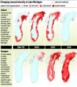 Growth in Zebra Mussel Population