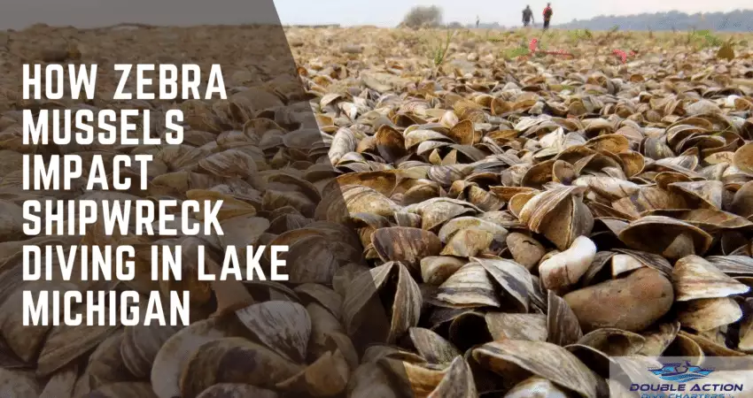 How Zebra Mussels Impact Shipwreck Diving in Lake Michigan