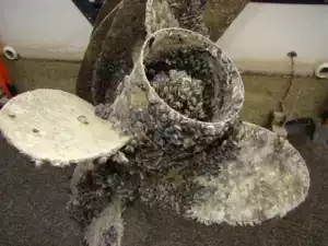 Zebra Mussels in Great Lakes