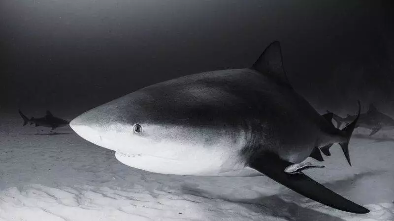 bull sharks are not living in the Great Lakes
