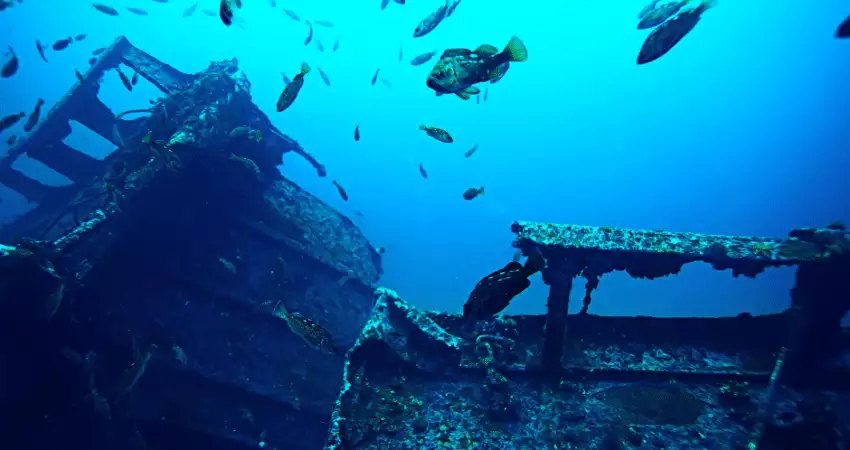 Wreck diving with fishes