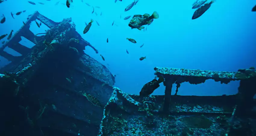 Fish swimming near a shipwreck